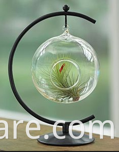 Green Plant Glass Terrarium (2)
